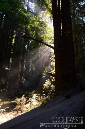 Muir Woods - HDR - Caryn Esplin