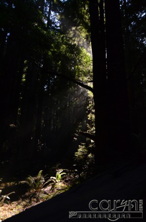 Muir Woods - HDR - Caryn Esplin