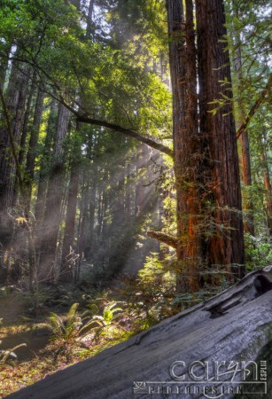 Muir Woods - HDR blend - Caryn Esplin