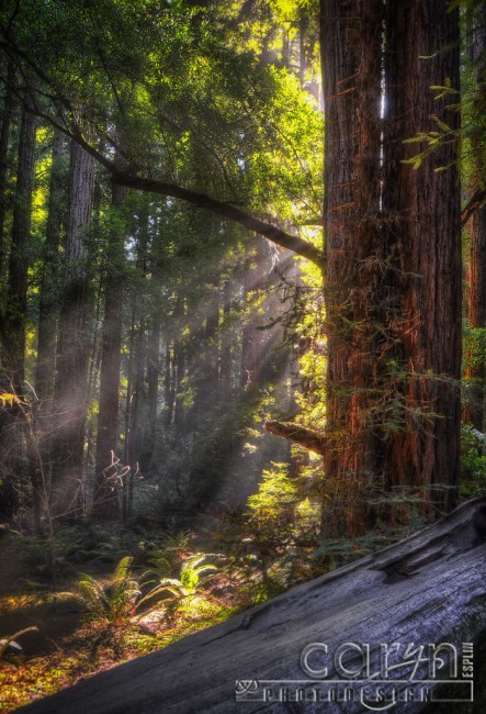 Muir Woods - California Redwoods - Sunlight rays - Caryn Esplin