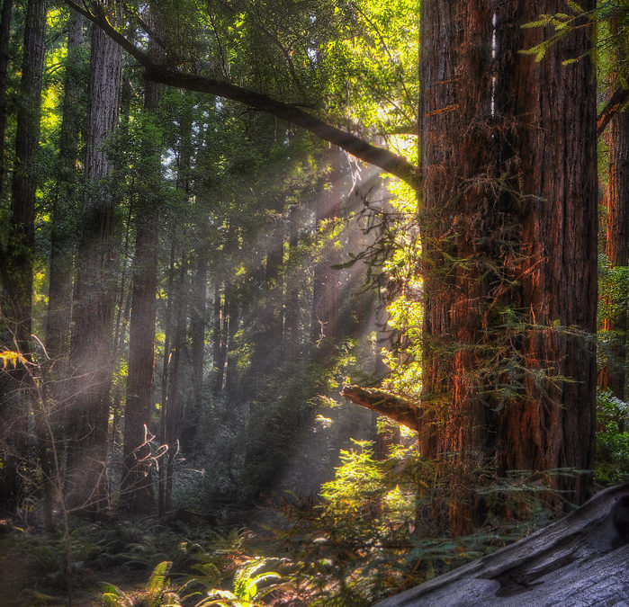 Muir Woods – HDR: Photomatix & Photoshop