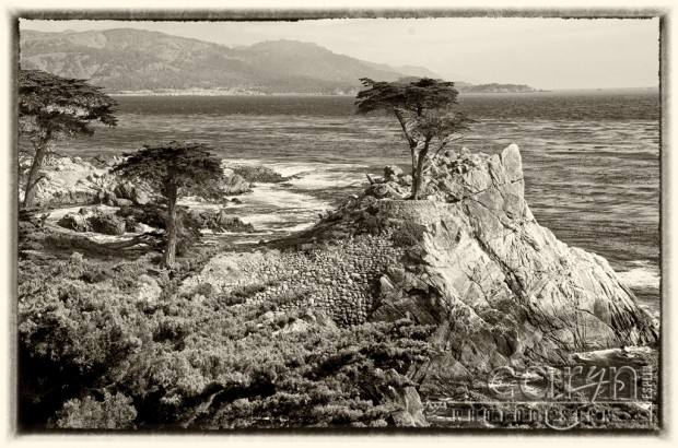 Pebble Beach CA, Lone Cypress Tree Postcard - 17-mile drive - Caryn Esplin