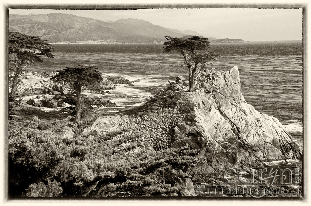 Lone Cypress Print or Canvas Peeble Beach Lone Cypress Tree 