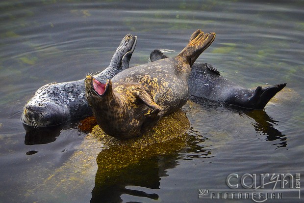 Caryn Esplin - Monterey Bay Seals Lounging