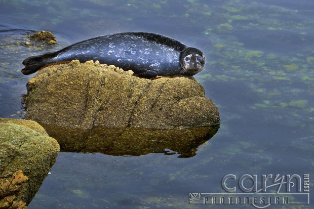 Caryn Esplin - Monterey Bay Seal - Walrus Rock Nap