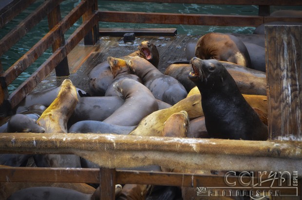 CarynEsplin - Barking Seal Group - Monterey Bay