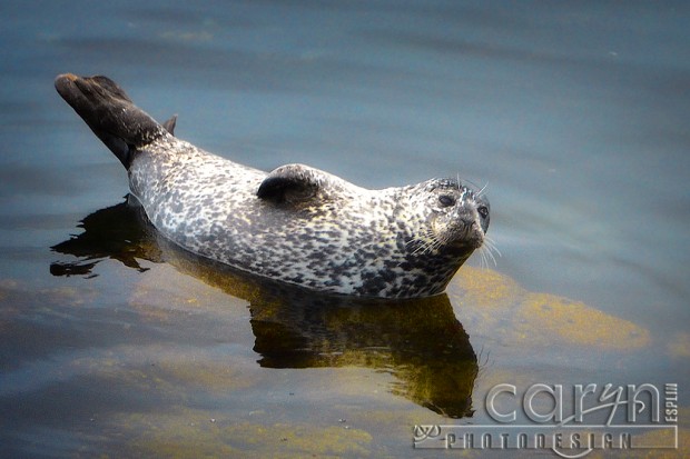 Caryn Esplin - Monterey Bay Seals