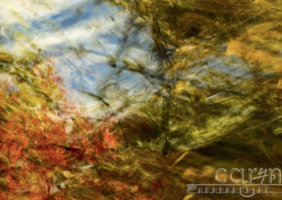 Autumn Abstract Splash of Color!