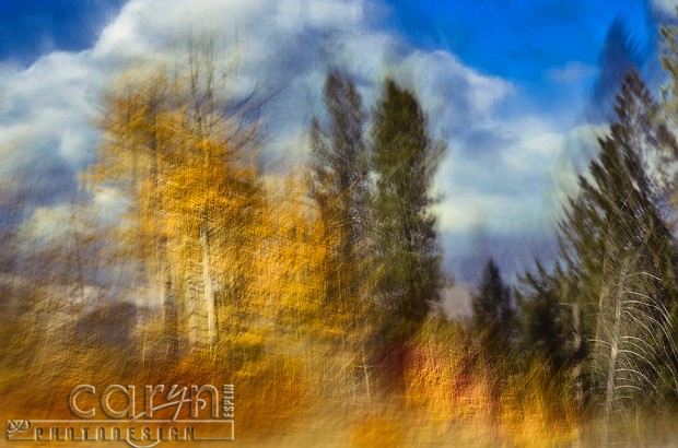 Autumn Abstract Aspens - Fall Spalsh of Color - Palisades, ID - Jackson WY - Caryn Esplin