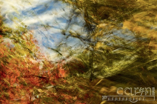 Autumn Abstract - Fall Spalsh of Color - Palisades, ID - Jackson WY - Caryn Esplin