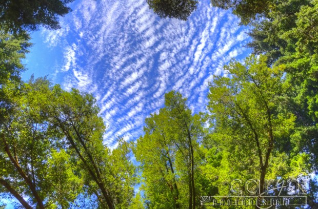 Caryn Esplin - Felton, CA, Blue Sky