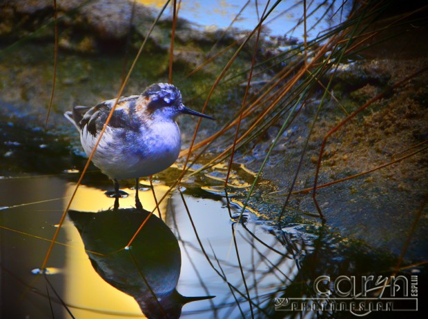 Monterey Bay Aquarium - Seabird - Caryn Esplin