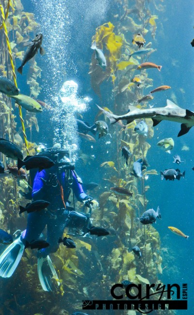 Diver show - Monterey Bay Aquarium - Caryn Esplin