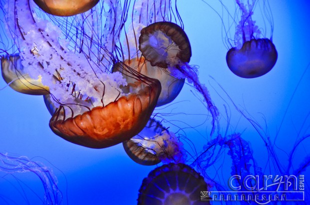 Monterey Bay Aquarium - Jellies - Caryn Esplin