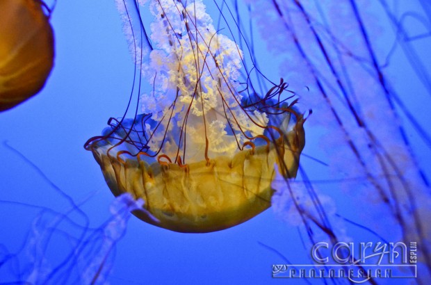 Jellyfish - Monterey Bay Aquarium - Caryn Esplin