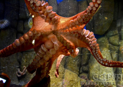 Monterey Bay Aquarium – A must see!