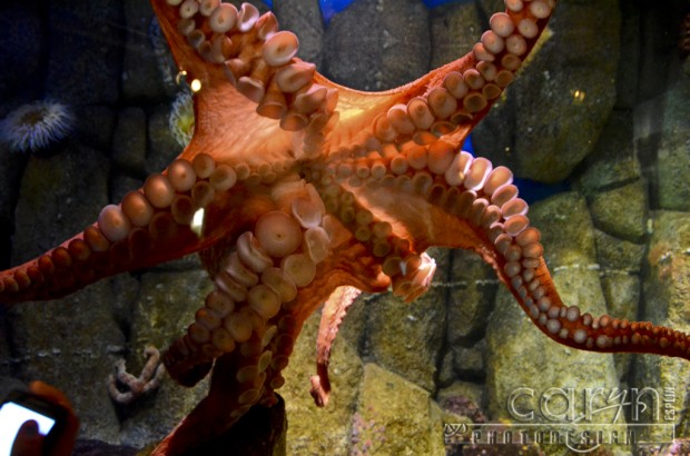 Monterey Bay Aquarium - Octopus - Caryn Esplin