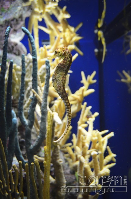 Monterey Bay Aquarium - Seahorse - Caryn Esplin