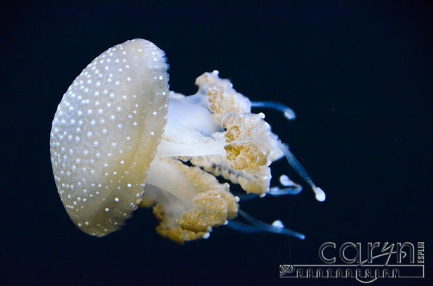 Monterey Bay Aquarium - White Jellyfish - Caryn Esplin