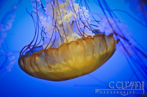 Wide Jellyfish - Monterey Bay Aquarium - Caryn Esplin