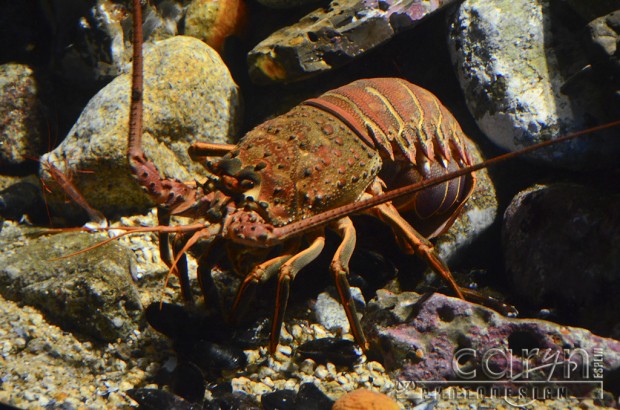 Monterey Bay Aquarium - Lobster - Caryn Esplin