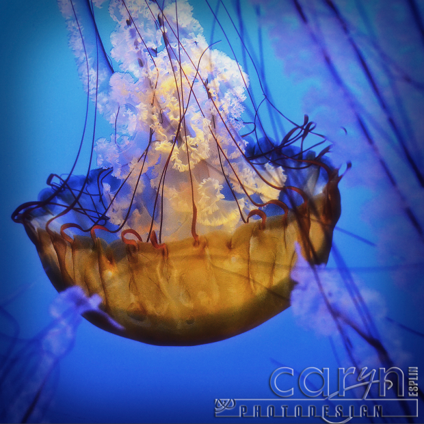 Monterey Bay Aquarium - Caryn Esplin - Jelly Fish