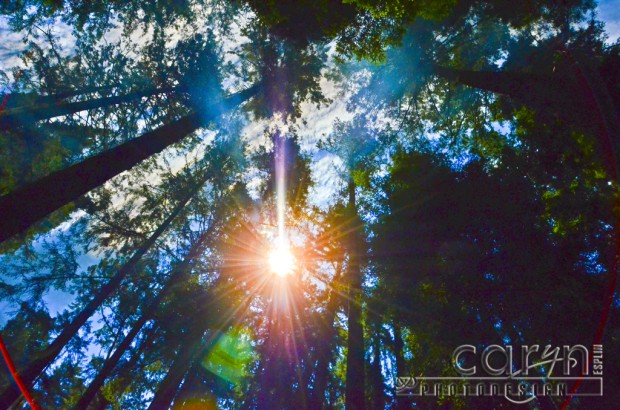 Roaring Camp Railroad - Felton California - San Francisco Bay Area - Steam Train Ride - Redwood canopy - Caryn Eplin