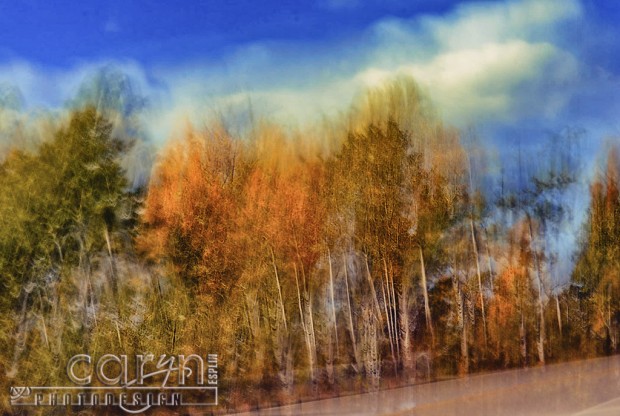 Roadside Autumn Abstract - Fall Spalsh of Color - Palisades, ID - Jackson WY - Caryn Esplin