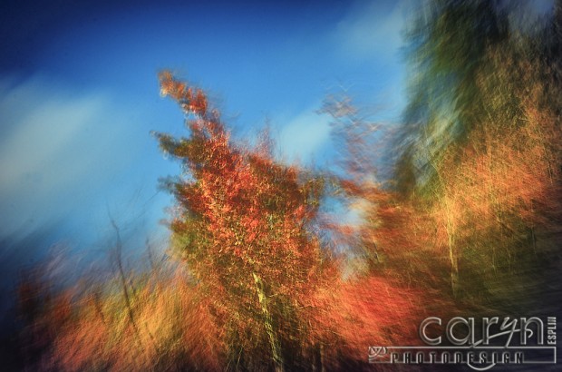 Autumn Sky Abstract - Fall Spalsh of Color - Palisades, ID - Jackson WY - Caryn Esplin