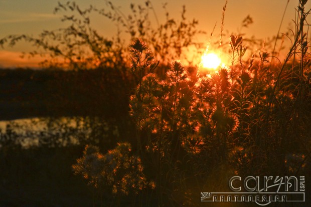 Egin Lakes - Sunrise Weeds - St. Anthony, Idaho Sand Dunes - Caryn Esplin