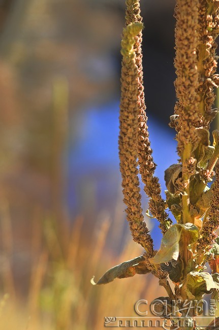 Cress Creek Idaho - Tall Weed - Heise Hot Springs Area - Caryn Esplin