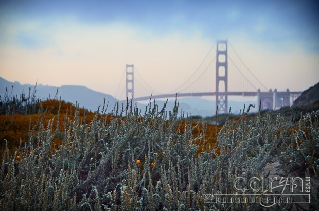 Caryn Esplin - Golden Gate Bridge - Beach Weeds - San Francisco