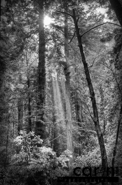 Caryn Esplin - Muir Woods National Monument - BW Light rays - San Francisco