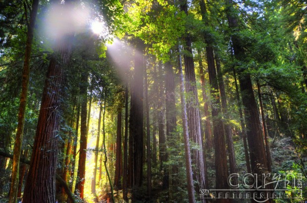 Caryn Esplin - Muir Woods National Monument - California Redwoods - Diffused Light - San Francisco