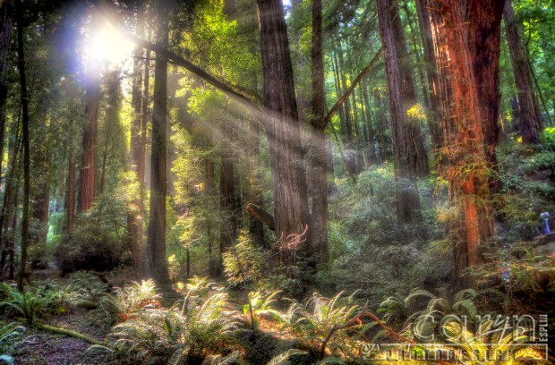 Caryn Esplin - Muir Woods National Monument - Stream of Light - Mossy Tree - San Francisco