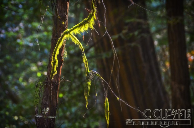 Caryn Esplin - Muir Woods National Monument - Mossy Branch - Mossy Tree - San Francisco