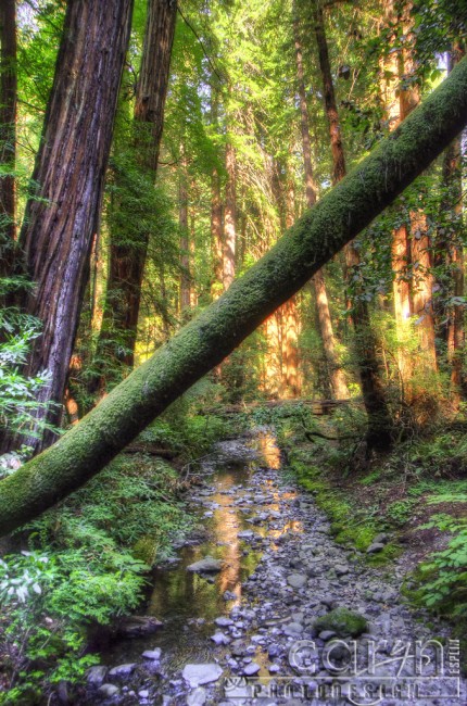 Caryn Esplin - Muir Woods National Monument - California Redwoods - Mossy Tree - San Francisco