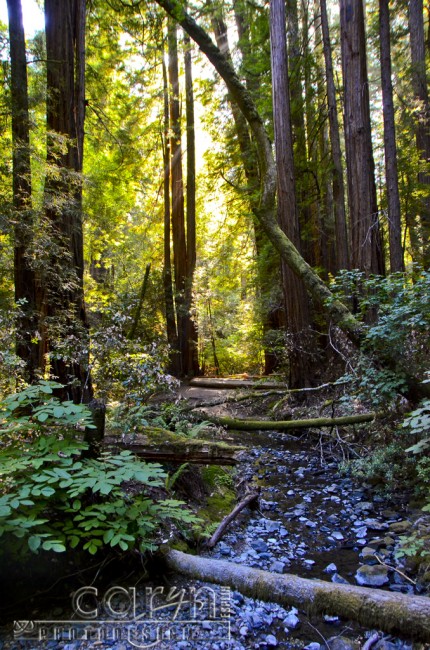 Caryn Esplin - Muir Woods National Monument - California Redwoods - Path - San Francisco