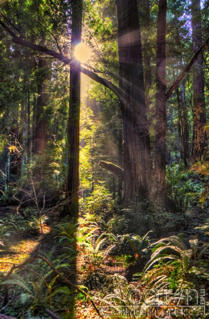 Caryn Esplin - Muir Woods National Monument - California Redwoods - Sunburst - San Francisco