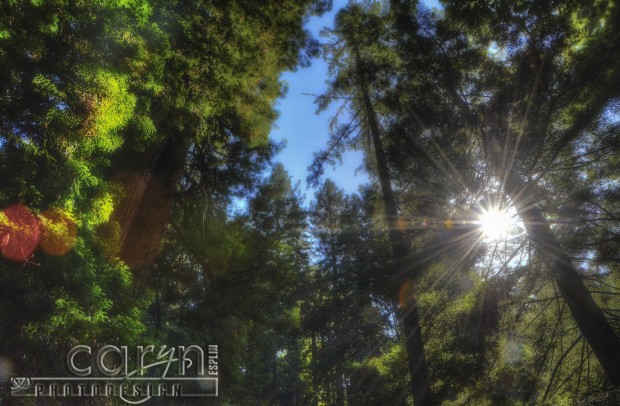 Caryn Esplin - Muir Woods National Monument - Stream of Light - Mossy Tree - San Francisco