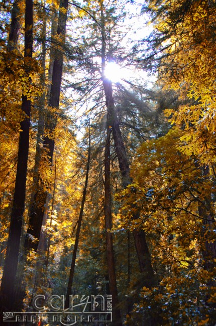 Caryn Esplin - Muir Woods National Monument - California Redwoods - Golden Light - San Francisco