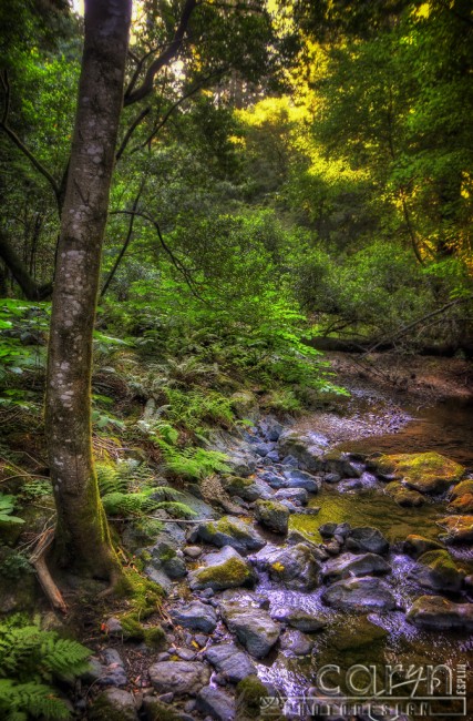 Caryn Esplin - Muir Woods National Monument - California Redwoods - Stream - San Francisco