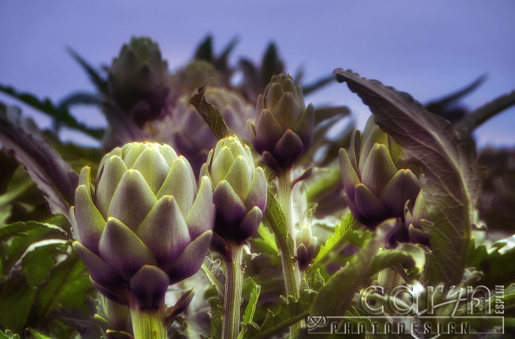 Harvest in the Artichoke Capital of the World – Castroville, CA