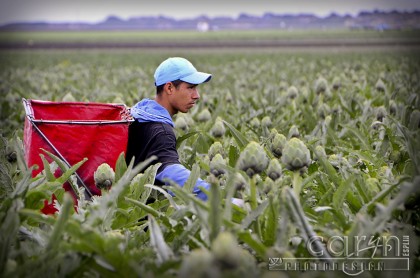 Castroville, California Artichoke Capital of the world - Harvest - San Francisco Bay Area - Working the fields