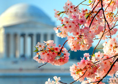 Cherry Blossoms and the Jefferson Memorial