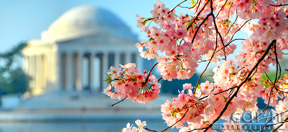 Cherry Blossoms and the Jefferson Memorial