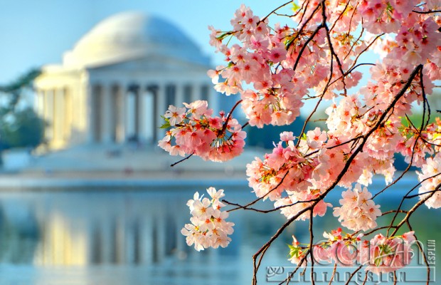 Jefferson Memorial - Cherry Blossoms - Caryn Esplin - Washington DC