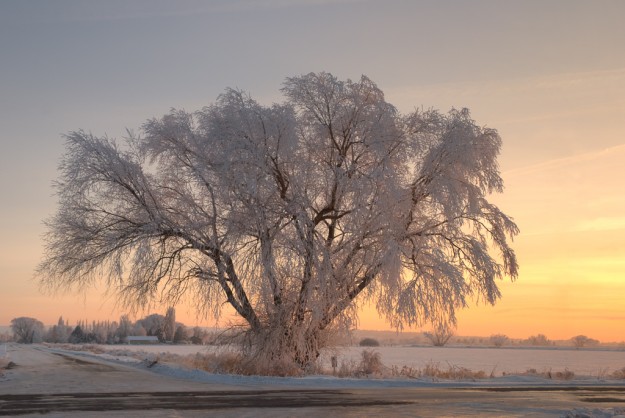 ShanePrice-FrostyTreeSunset