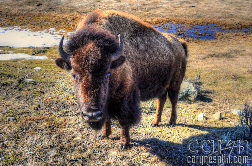 Yellowstone National Park – Spring Wildlife