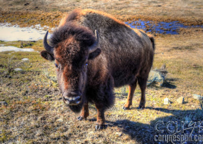 Yellowstone National Park – Spring Wildlife